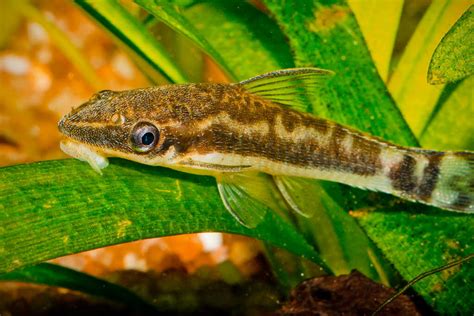 Otocinclus Catfish Care: Food, Tank Siz.
